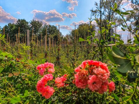 Dworek Czersk, gospodarstwo agroturystyczne nad Jeziorem Czerskim