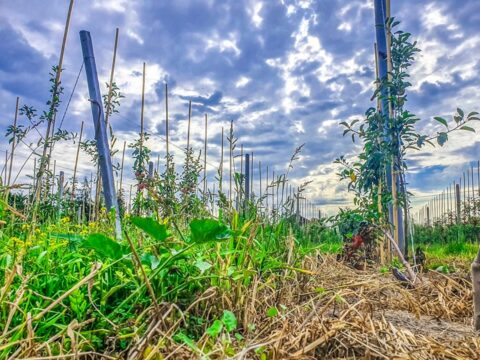 Dworek Czersk, gospodarstwo agroturystyczne nad Jeziorem Czerskim
