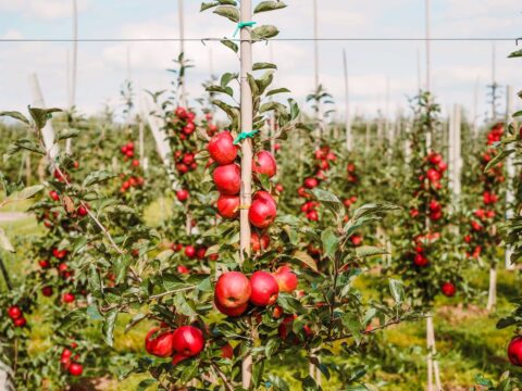 Naturalnie tłoczony sok jabłkowy z sadów Dworku Czersk