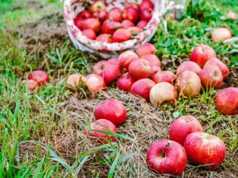 Naturalnie tłoczony sok jabłkowy z sadów Dworku Czersk
