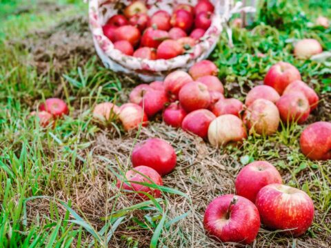 Naturalnie tłoczony sok jabłkowy z sadów Dworku Czersk